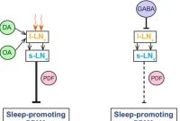 What Keeps Your Brain Awake at Night: Causes and Solutions