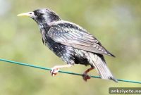 Male Birds Sing Less to Females After Antidepressant Exposure