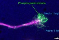 How Axons Convert Chemical Signals into Mechanical Force