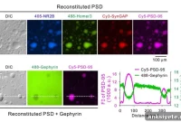 Postsynaptic Density: Molecular Hub for Synapse Plasticity