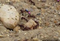 Feeding Ants Dopamine May Improve Foraging Efficiency