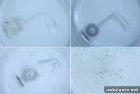 Biodegradable Implant Boosts Nerve Regrowth in Rats