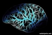 Protein Modulates Neural Circuits for Information Processing