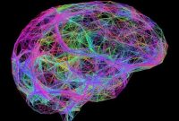 Infant Brain Connectivity Predicts Long-Term Health