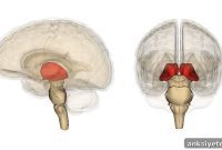 How the Thalamus Activates the Developing Brain