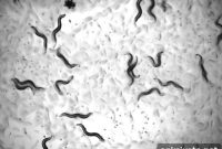 Study Finds Drug Cocktail That Extends Lifespan