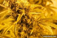 1 in 10 Heavy Cannabis Users Report Withdrawal After Quitting