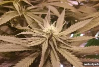 Why Cannabis Affects Women Differently: Hormones & Symptoms