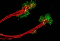 Lab-Grown Mini Retinas Reveal Eye-Brain Connection