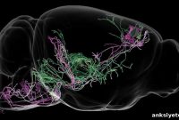 How Neural Circuits Control Behavior