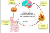 Gut Hormone and Brown Fat Signal the Brain to Suppress Appetite