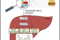 Sight and Smell of Food Prime Mouse Liver for Digestion