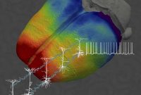 How Neuron Location Affects Information Processing in the Brain