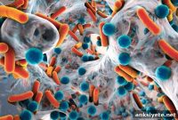 Computational Microbiome Modeling: Tools and Techniques