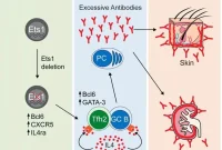How a Single Gene Mutation Can Cause Lupus