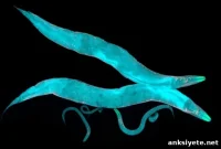 Gut-Brain Signals Alter Feeding Behavior in Worms