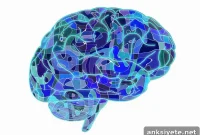 Brain Differences Across Schizophrenia-Related Disorders