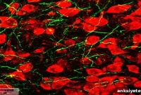 Scientists Use Optogenetics to Control Reward-Seeking
