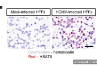 How Herpes Virus and Cancer Hijack Ancient RNA