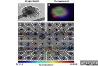 Computers Linked to Neurons Reveal Brain Circuit Codes