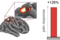 Lack of Sleep Raises Pain Sensitivity, Blunts Brain Pain Relief