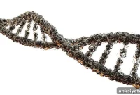 Immunotherapy for Recurrent Glioblastoma: Promising Results