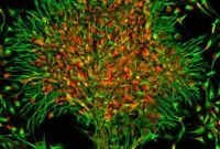 Human Brain Evolution: Origins and Key Milestones