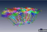 Mapping the Brain Connectome: How Neural Branches Connect