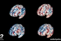New Brain Scans Reveal How People Solve Clues