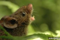 What Singing Mice Reveal About Rapid Human Conversations
