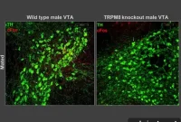 Cold-Sensing Brain Circuit Controls Sex and Aggression in Mice