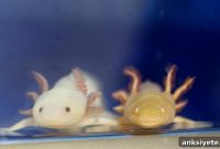 Spinal Cord Regeneration Linked to Gene Partnerships