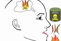Neuroscientists Identify Brain Circuit Linking Taste and Pain