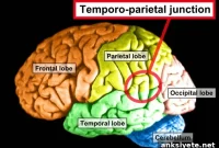How Negative Emotions Undermine Trust