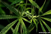 Most Teens Use Marijuana Less After Legalization, Survey Shows