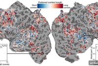 Brain-Inspired AI Reveals Neuroscience Insights