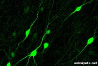 Study Links Autism to Inhibitory Synapse Formation