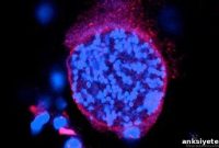 Toxoplasma gondii Directly Alters Brain Chemistry and Dopamine