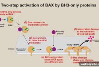 Transient Hit-and-Run Interaction May Trigger Cell Death