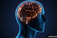 Brain Stimulation Restores Memory in Older Adults