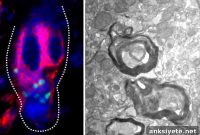 Hair Follicle Stem Cells Promote Myelin Repair in Mice