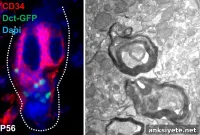 Pigment-Producing Stem Cells Restore Damaged Myelin in Mice