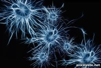How Single Neurons and Brain Networks Enable Spatial Navigation