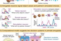 Mind-Reading Neurons Predict Others’ Behavior