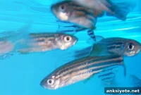 Could a Small Fish Spark an Alzheimer’s Research Breakthrough?