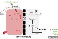Study Finds Diabetes Drug Eases Anxiety in Mice