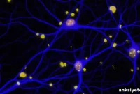 New Engineered Protein Prevents Alzheimer’s in Mice, Study Finds