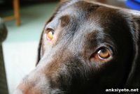 Why Dogs Have Puppy Dog Eyes: Evolution and Human Communication