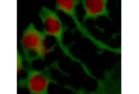 Dormant Fruit Fly Neural Stem Cells Trigger Brain Regeneration