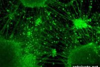 Lab-Grown Brain Organoids Form Active Neural Networks